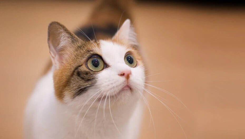 your cat behaviour 1 your cat behaviour 1