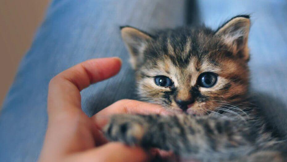 your cat behaviour 3 your cat behaviour 3