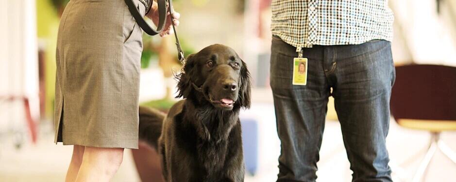 3 Etiquette Rules for Bringing Pets to Work 3 Etiquette Rules for Bringing Pets to Work