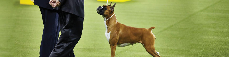 Working Breed Working Breed