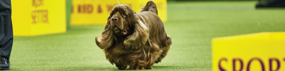 Akc sporting group best sale breeds