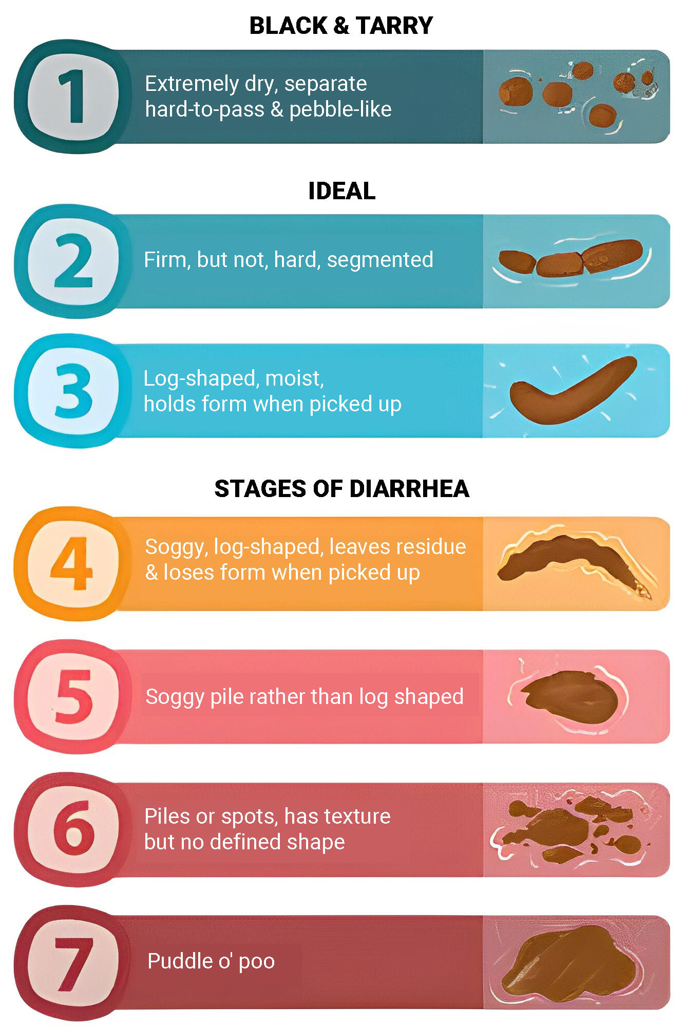 Use Our Healthy Dog Poop Chart to Discover If Your Dog's Poop is