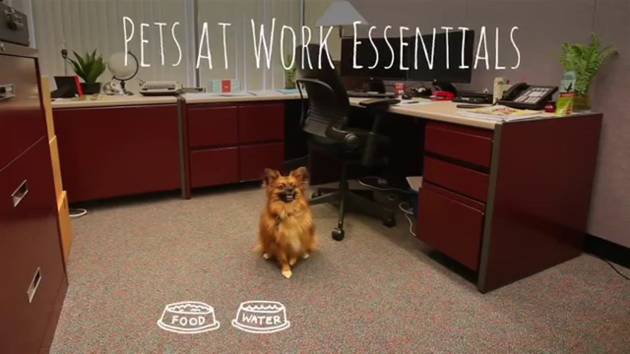 Pets at Work Checklist