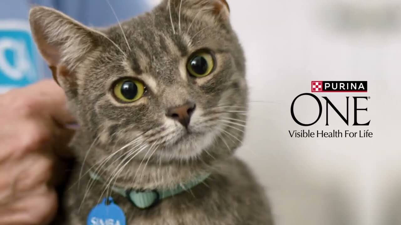 Purina ONE® with Immune Defence Plus+ now available in Wet