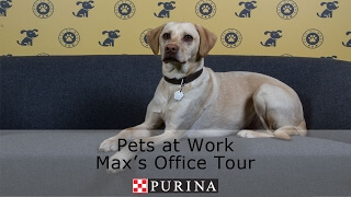 Meet Max, one of our Purina office dogs