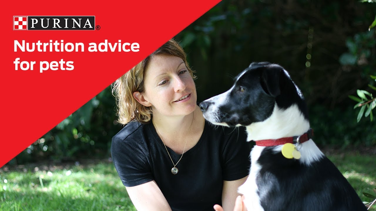 Nutrition advice to keep your pets happy and healthy | Purina New Zealand