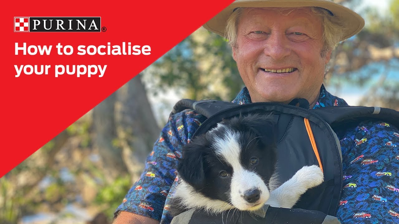 Tips on how to socialise your puppy at home | Purina New Zealand
