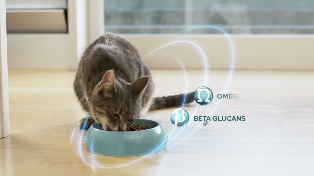 New and Improved Purina ONE® with Immune Defence Plus+
