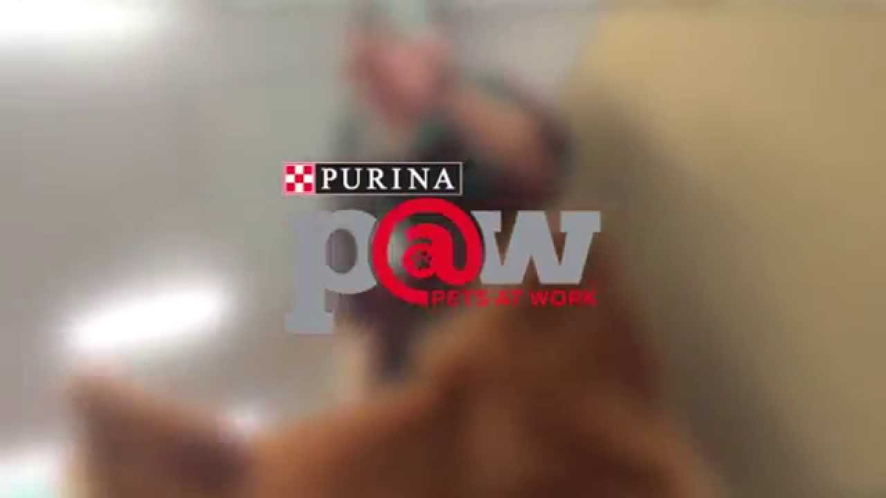 Play time - Purina Pets at Work
